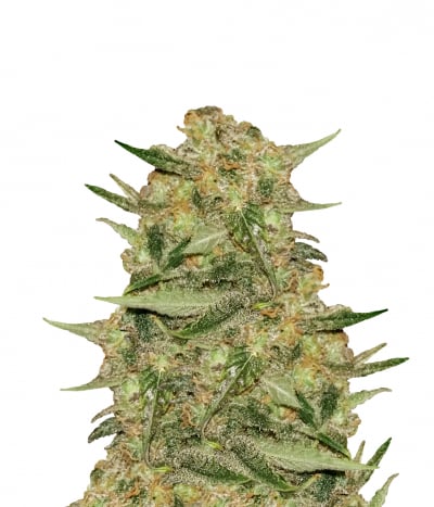 Purple Bud Automatic