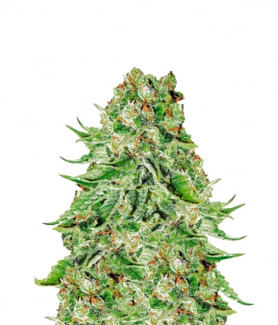 Northern Lights Automatic