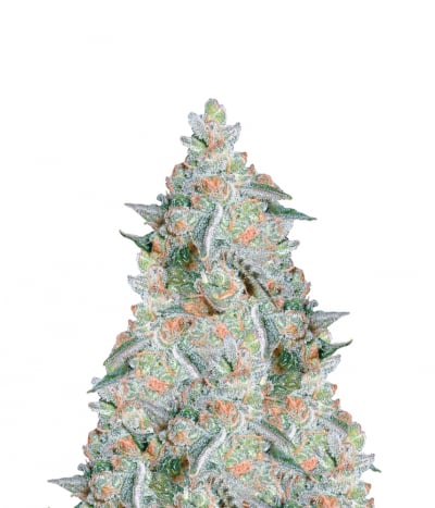 The Purps