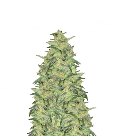 BC Mango