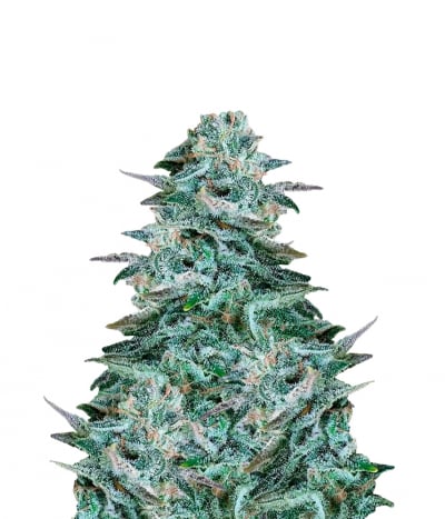 BC Blueberry