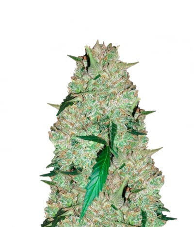 AUTO SHARK