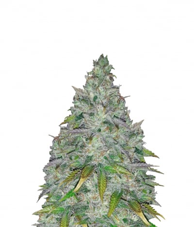 AK 47