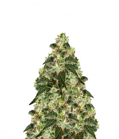 White Yoda Auto