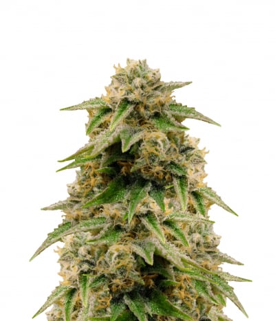 Humboldt Seeds Organization Sapphire Og Seeds Green Parrot