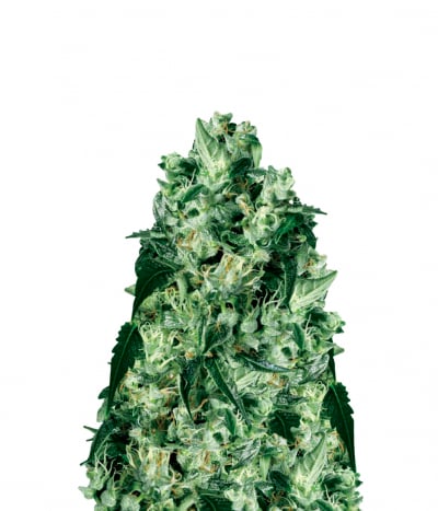 X Haze