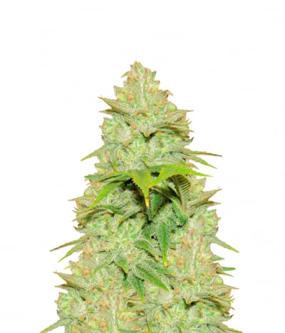 Afghan Skunk