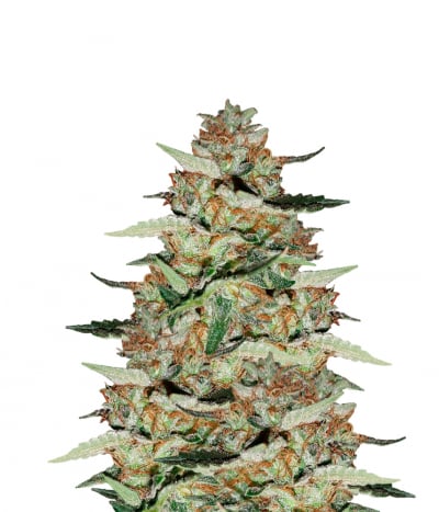 Early Haze