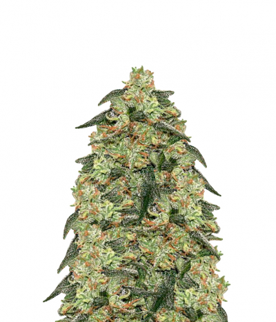 Early Skunk Haze