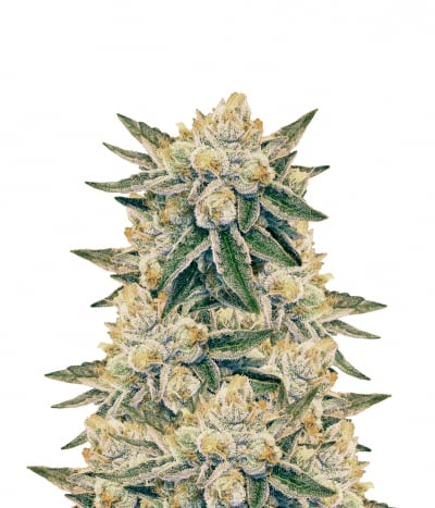 Goji Golden Cobra