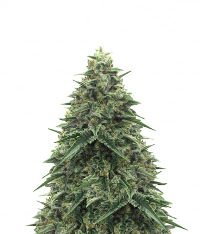 Lemonade Haze