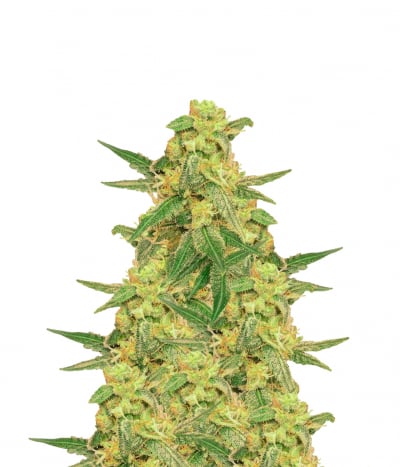 Lemon Goji OG
