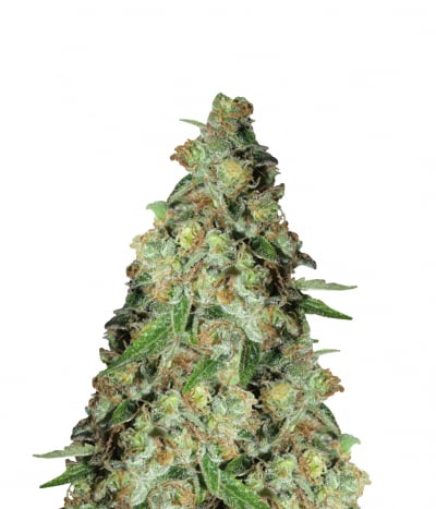 East Coast Cookies