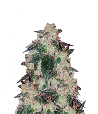 Girl Scout Haze Cookies