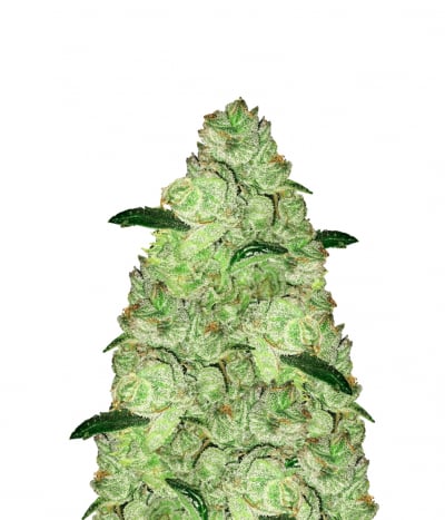 New York Haze Cookies