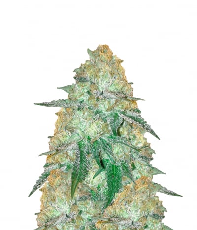 OG Kush Cookies