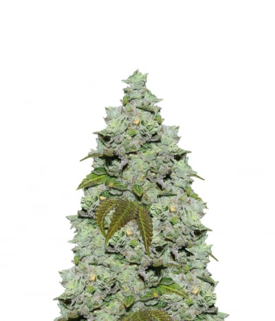 Triangle Kush Cookies