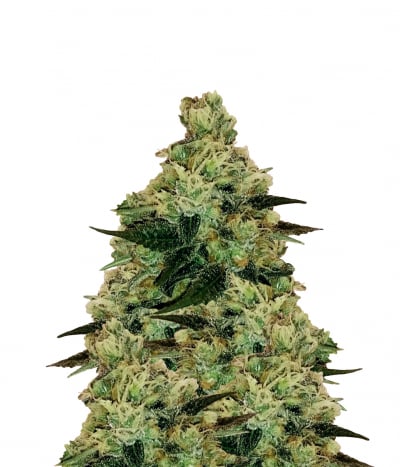 CBD Divine