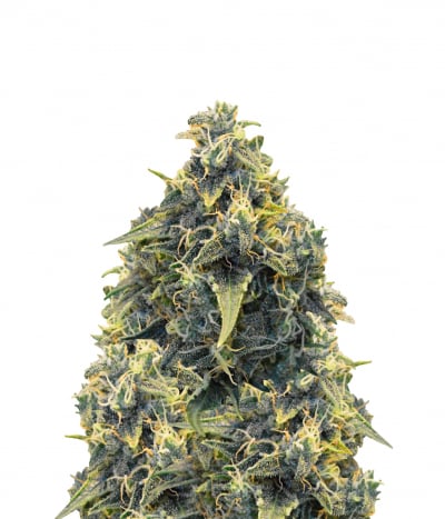 CBD Mango Haze