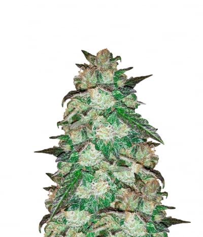 CBD OG Kush