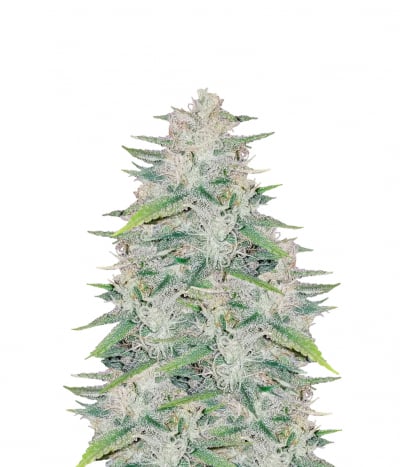 CBD Yummy
