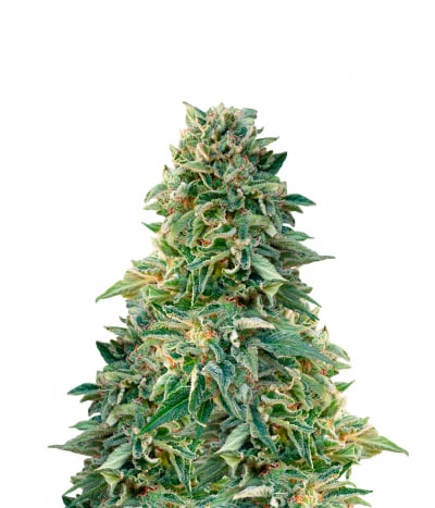 Auto Jack Herer