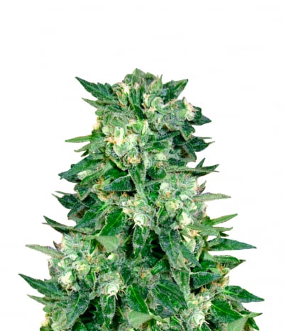 Auto Kaya 47