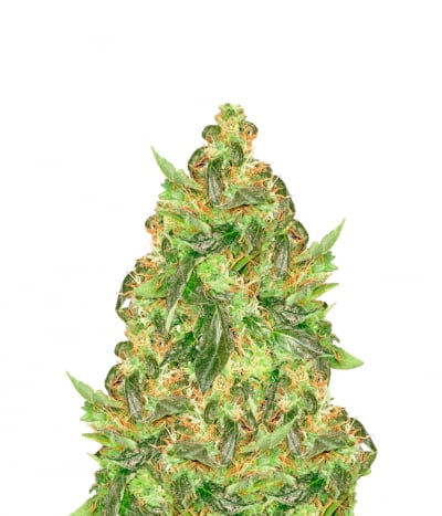 Auto NYC Diesel