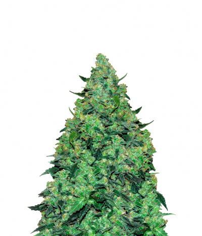 Auto Skunk Mass