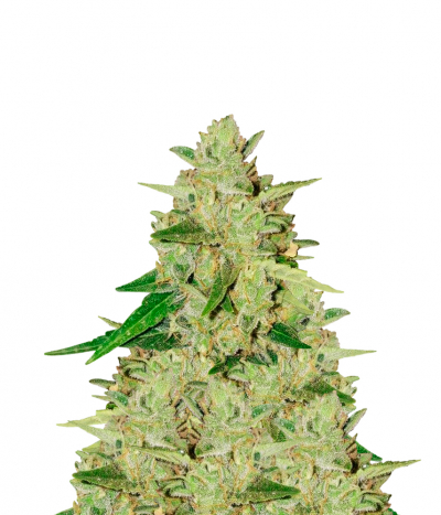 Auto Somango