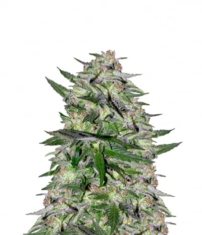 Jack Plant