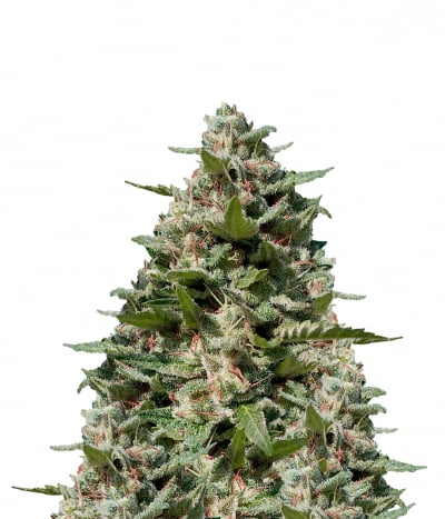 White Kush