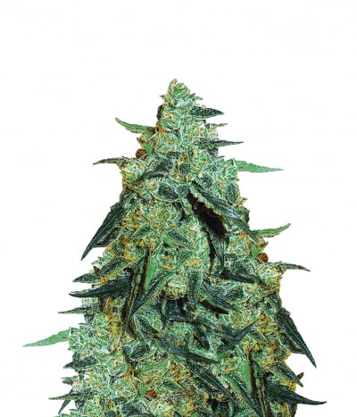 Blueberry Skunk