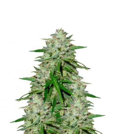 Dame Blanche