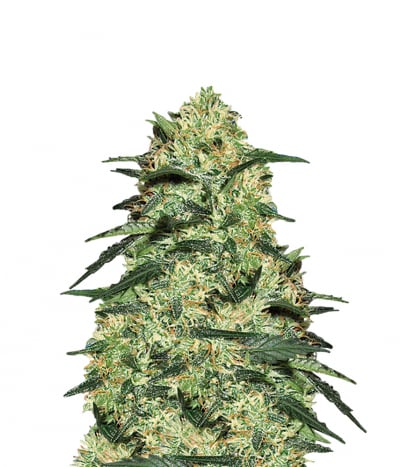 Dutch Delight