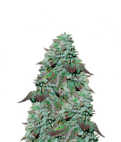 Edelweiss