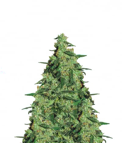Nepal Kush