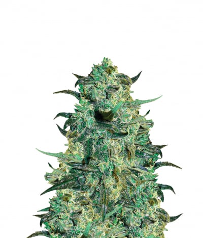 Power Skunk