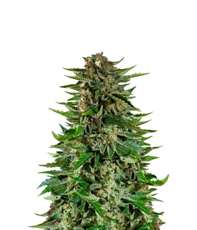 Cookies Autofloreciente - Semillas de marihuana - Grow Shop Colombia