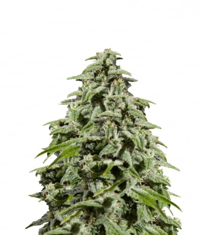 Fraggle Skunk Auto