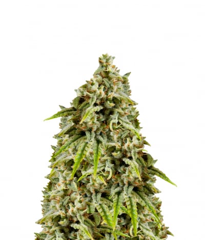 Fruity Jack / Jack el Frutero