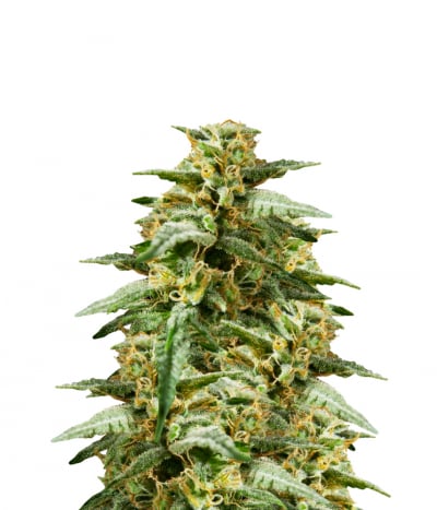 Gokunk / Philo Skunk