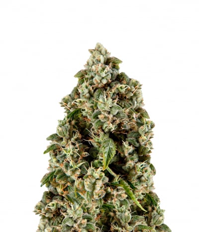 Guava Berry Kush / Guayita