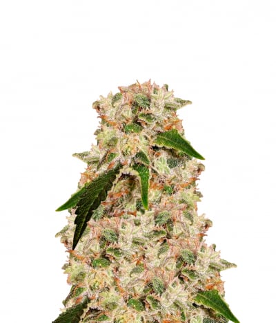 Heaven's Fruit