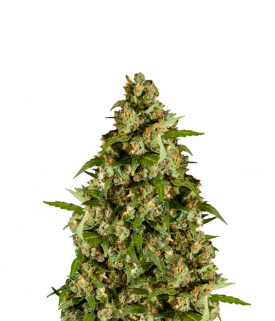 Jamaican Blueberry BX