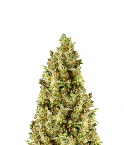 K13-Haze / Easy Haze