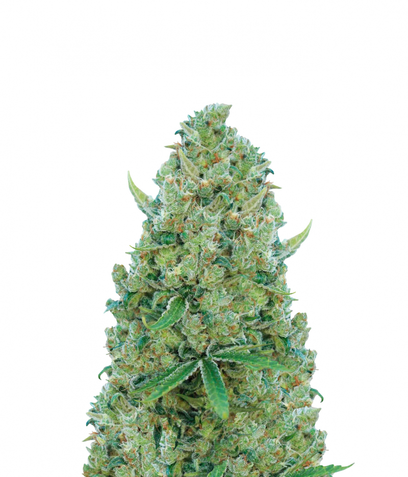 Philosopher Seeds | Sugar Pop Seeds | Green Parrot