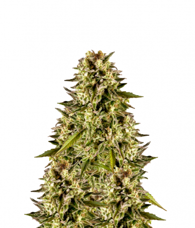 Superjuani / Spicy CBD