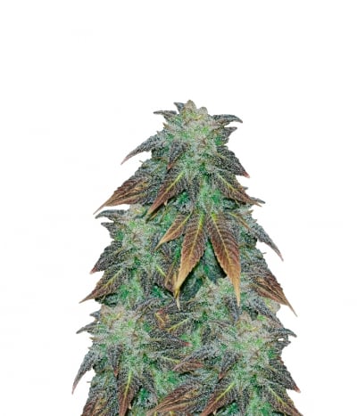 Tropimango