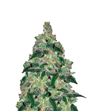 Amnesia